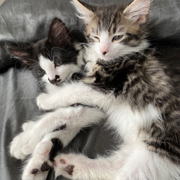 Bookmark My Closet ππ - Picture 2 of 2